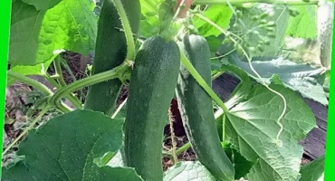 Popis odrůdy okurek blizzard, její výnos a pěstování